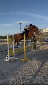 Hengst Franse rijpony PFS Te koop 2021 Vos ,  Vegas des Landelles