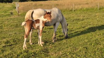 Filly Arabian Half Blood For sale 2026 Coloured