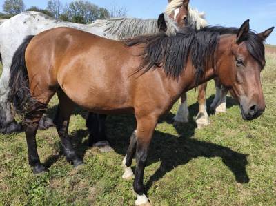 Jument crois&eacute;e cob normande arabe de 3 ans