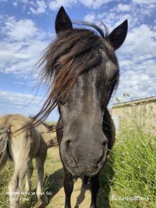 Draagmerrie Shetland Te koop 2008 Zwart