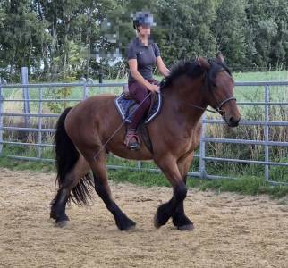Hongre crois&eacute; cob normand trait belge de 3 ans
