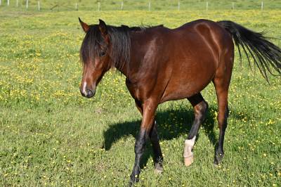 Gelding Lusitano For sale 2024 Bay
