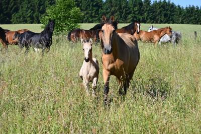 Yegua Lusitano En venta 2015 Isabelo