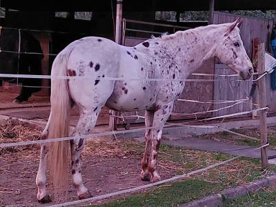 Appaloosa in vendita 