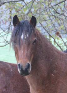Draagmerrie welsh pony (section b) te koop 2012 donker bruin / bai ,  urkos des bertaines