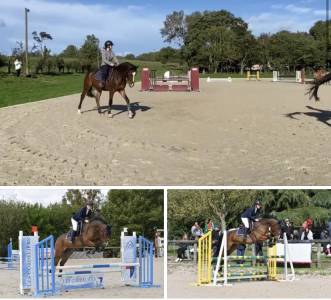 Gelding French Saddle Pony For sale 2016 Bay