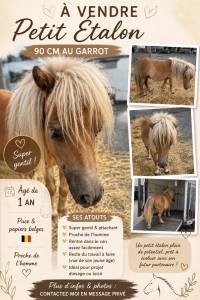 Shetland étalon 