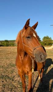 Mare Origin Recorded For sale 2019 Chesnut