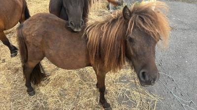 Shetland étalon 