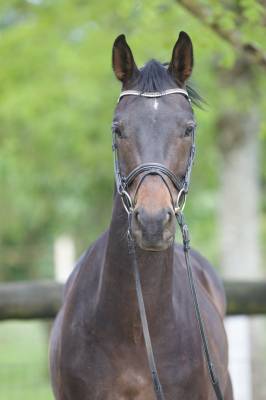 Magnifique wesphalien de 4 ans