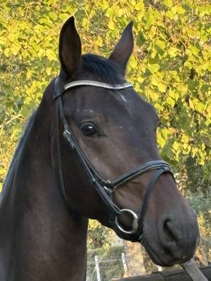 Caballo castrado westfaliano en venta 2022 bayo moreno por franziskus