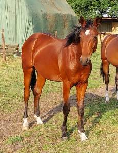 Etalon 2 ans origine dressage