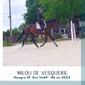 Caballo castrado silla francés en venta 2022 bayo moreno