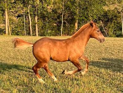 Magnifique poulain à vendre
