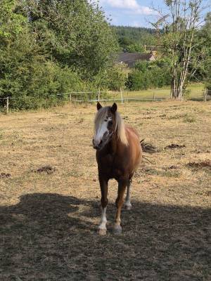 Poney welsh à vendre