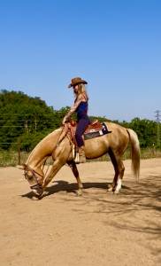 Yegua quarter horse × árabe palomino