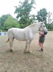 Mare percheron for sale 2013 grey