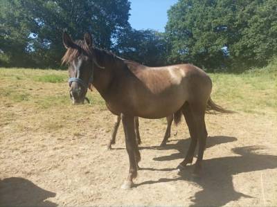 Jeune étalon de robe smokey black (pre)
