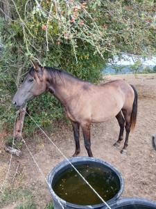 Jeune étalon de robe smokey black (pre)