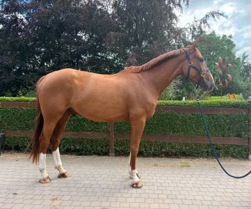 Pythagore, 5ans, super tête, prêt sur un parcours 1m15