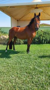 pony in vendita