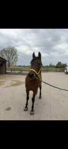 Medinah, pure sang arabe baie de 25 ans