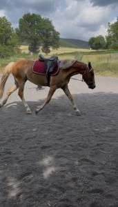 Mare New Forest For sale 2024 Chesnut