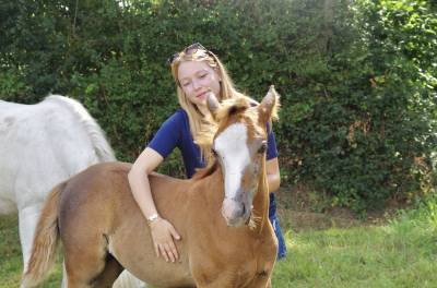 Hengst Franse rijpony PFS Te koop 2026 Vos ,  DRAGIBUS DU ROUGET PFS