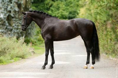 Jument - 12 ans - Dressage Schoolmaster / PSG - France
