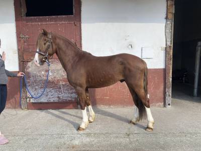 Castrone pfs pony francese da sella in vendita 2021 sauro brulé