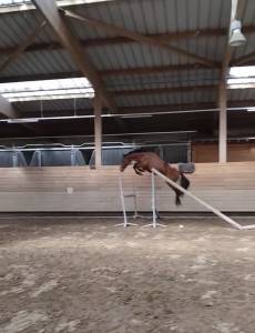 Ruin Franse rijpony PFS Te koop 2022 Donker bruin / bai ,  PEPS DOMAIN