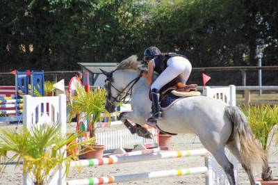 Merrie Franse rijpony PFS Te koop 2020 Schimmel