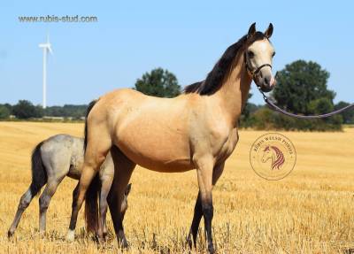 Welsh pony pp, poulinière isabelle, suitée d'un poulain
