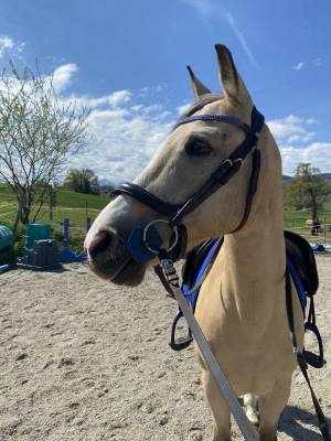 Poney demi-sang belge