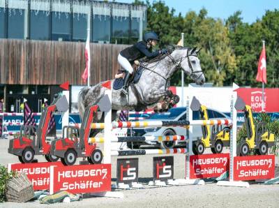 Top jument de sport à vendre