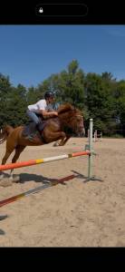 Magnifique cheval &agrave; vendre 