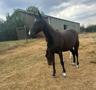 Pouliche 2 ans à vendre