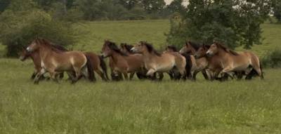 Lot de juments  - trait ardennais 