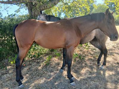 Vends 2 juments ps débourrées, 3ans 1m64