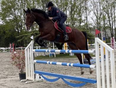 Springpaard  For Pleasure x Nummero Uno