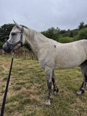 Gelding Connemara For sale 2019 Grey