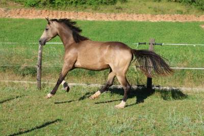 Cavalla pfs pony francese da sella in vendita 2024 isabella