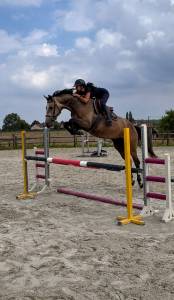 Jument de 4 ans origines querly elvis x zirocco blue