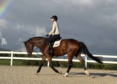Jument kwpn 6 ans x-rays ras prospect am1/elite/hunter