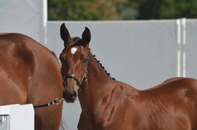 Foal m&acirc;le bai 2026, poulain d'avenir 