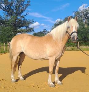 Mare Haflinger For sale 2012 Silver dapple