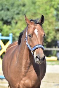 Gelding French Saddle Pony For sale 2015 Bay