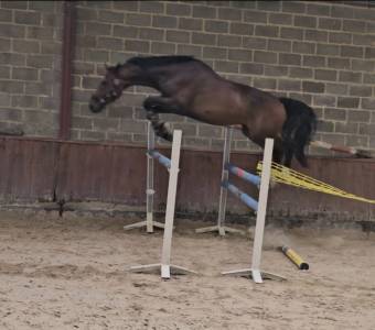 Fils de emerald- beau hongre de 4 ans. 