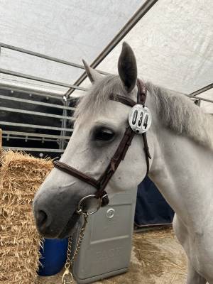 Mare Connemara For sale 2019 Grey