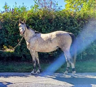 Superbe jument 4 ans par chacco white